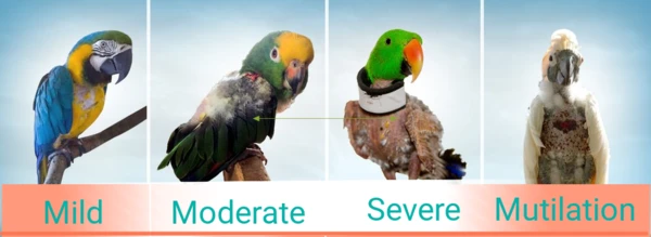 Range Of Feather Plucking